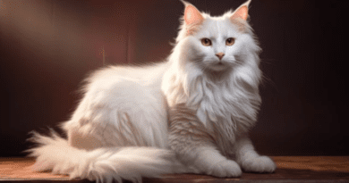 Turkish van cat