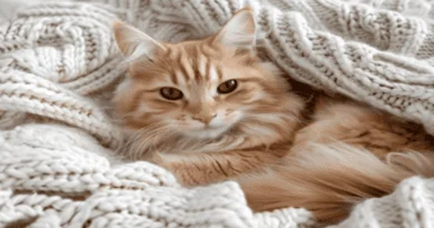 why do cats purr