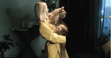 why do cats meow at night