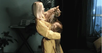 why do cats meow at night