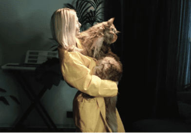 why do cats meow at night