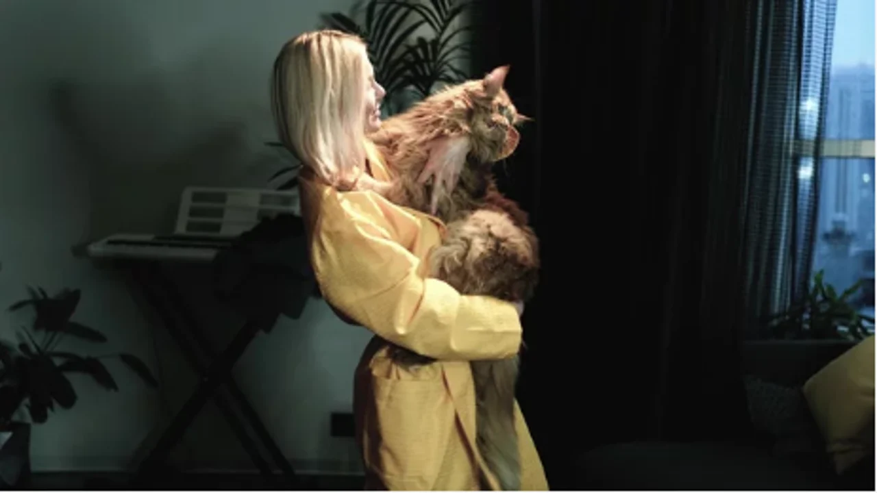 why do cats meow at night