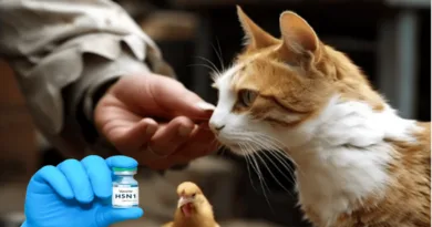 Avian flu and cats