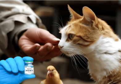 Avian flu and cats