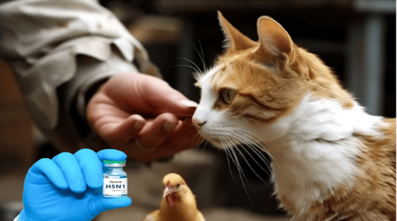 Avian flu and cats