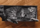 Cats Squeeze_meowkats