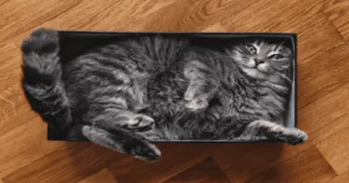 Cats Squeeze_meowkats