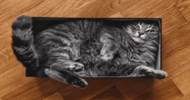 Cats Squeeze_meowkats