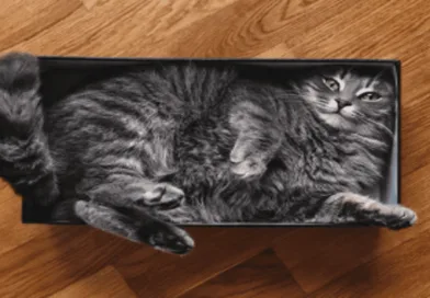 Cats Squeeze_meowkats