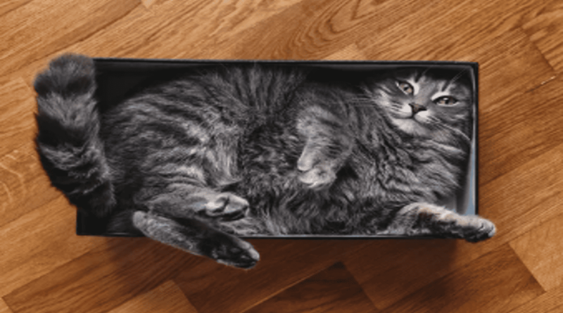 Cats Squeeze_meowkats