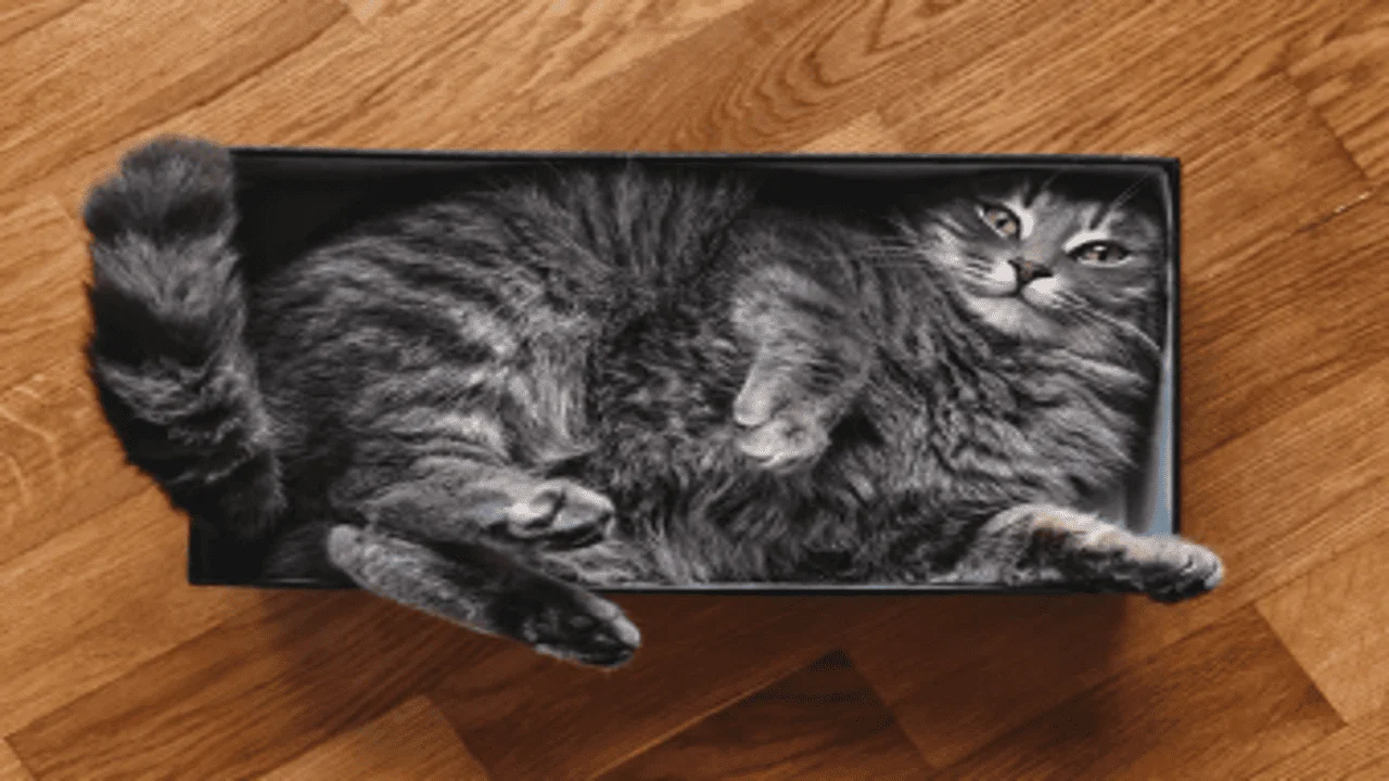 Cats Squeeze_meowkats