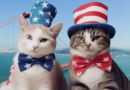 Cats in american folklore