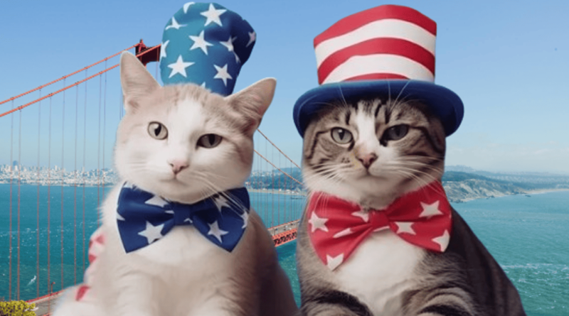 Cats in american folklore