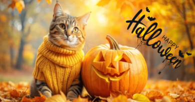 Halloween Safety for Cats