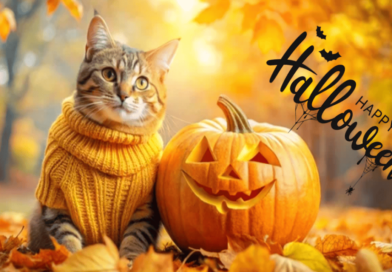 Halloween Safety for Cats