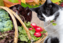 Plant-Based Diets for Cats
