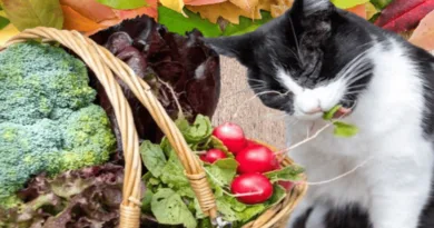 Plant-Based Diets for Cats