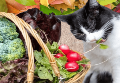 Plant-Based Diets for Cats