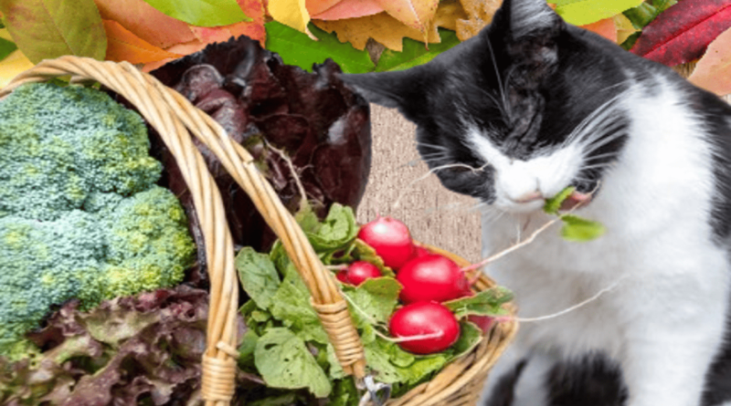 Plant-Based Diets for Cats