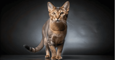 The Brazilian Shorthair cat