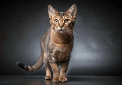 The Brazilian Shorthair cat