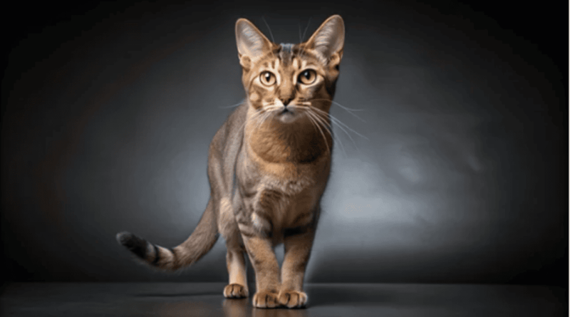 The Brazilian Shorthair cat