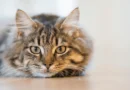 The Domestic Cat