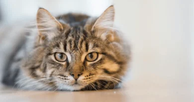 The Domestic Cat