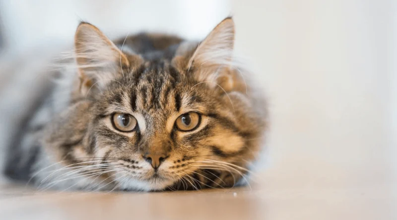 The Domestic Cat