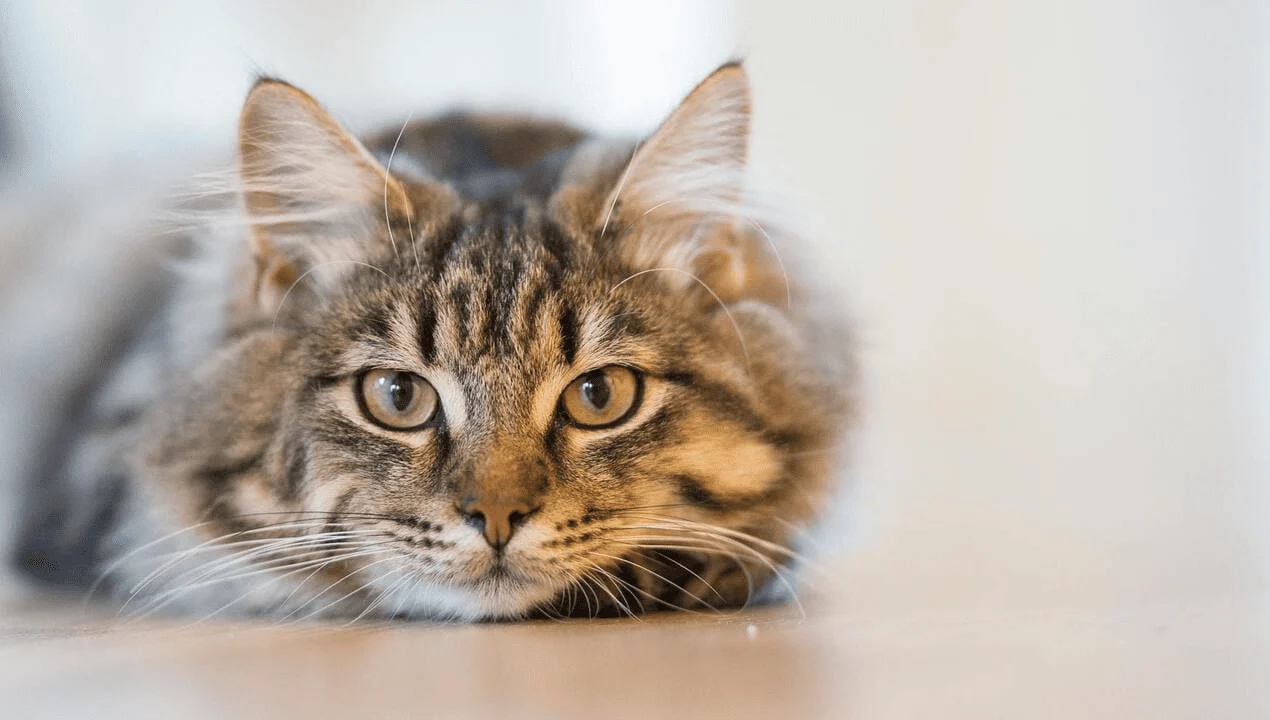 The Domestic Cat