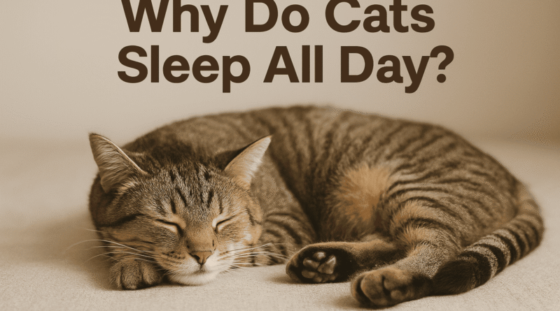 A tabby cat sleeping peacefully on a beige surface