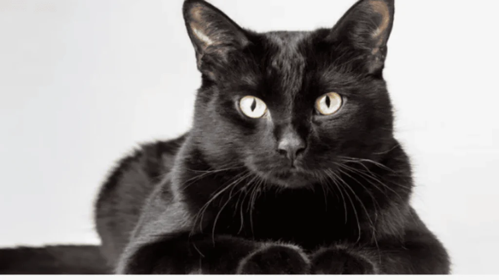 The bombay cat