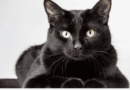 The bombay cat