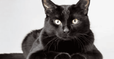 The bombay cat