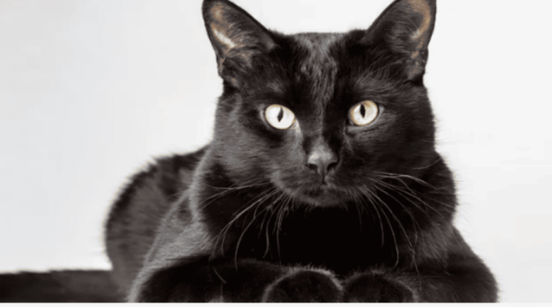 The bombay cat