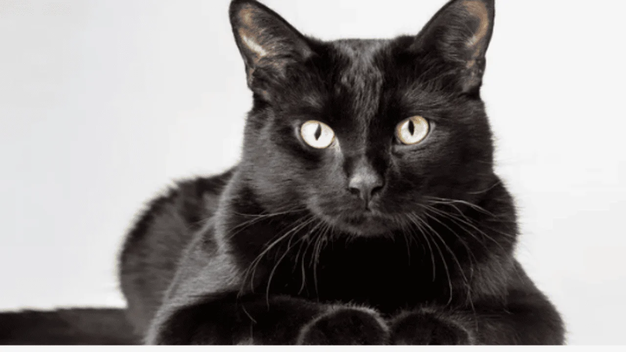 The bombay cat