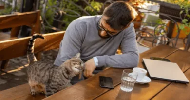 The Rise of Cat Cafés Around the World