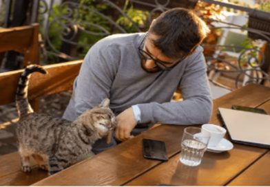 The Rise of Cat Cafés Around the World