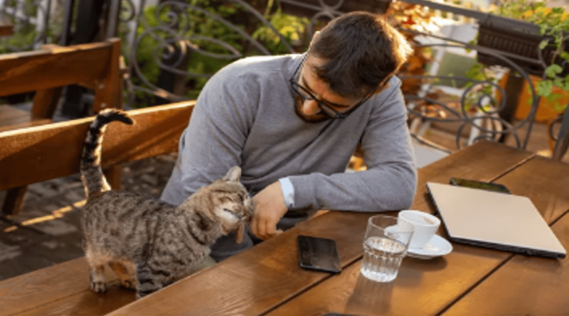 The Rise of Cat Cafés Around the World