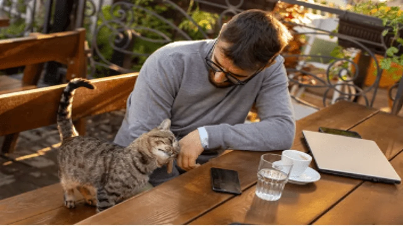 The Rise of Cat Cafés Around the World