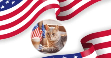 cat cafés in united states