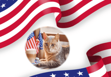 cat cafés in united states