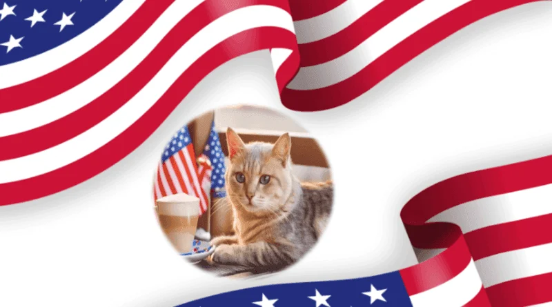 cat cafés in united states