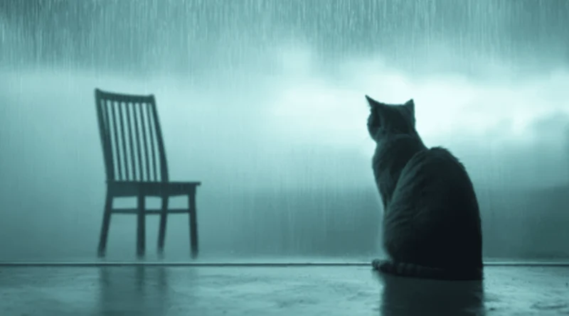 Grief in Felines