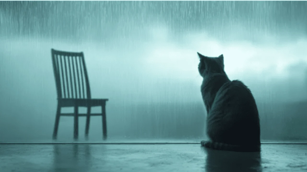 Grief in Felines