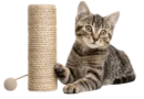 cat scratching