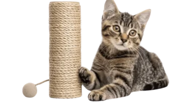 cat scratching