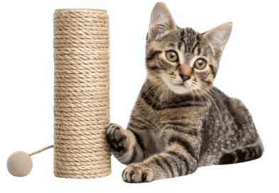 cat scratching