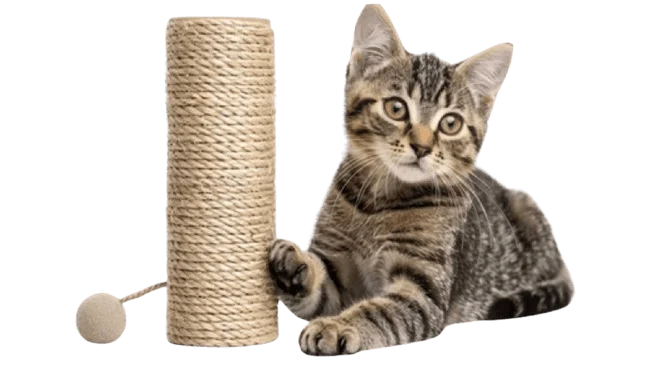 cat scratching