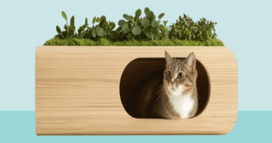 sustainable cat Nutrition